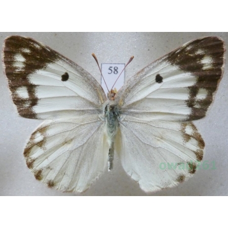 Colias erate (Esper, 1805) female Szlaczkoń erate Czech58